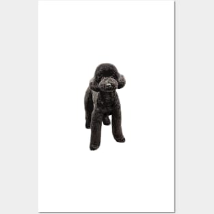 Toy Poodle Gorgeous Mini Dog Posters and Art